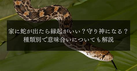 蛇 風水|【家に蛇が出たら】縁起は良い？呼び込まれる幸運4。